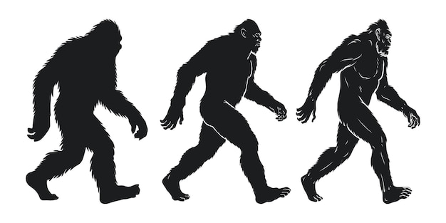 Las siluetas de la evolución humana