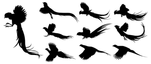 Siluetas de faisanes voladores de cuello anillado y faisanes dorados Ilustración de aves silvestres