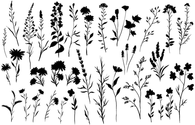 siluetas de flores silvestres y plantas delicadas