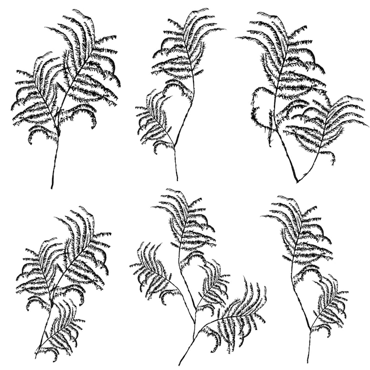 Vector siluetas de hojas ilustración botánica aislada sobre fondo blanco esbozo vectorial dibujado a mano