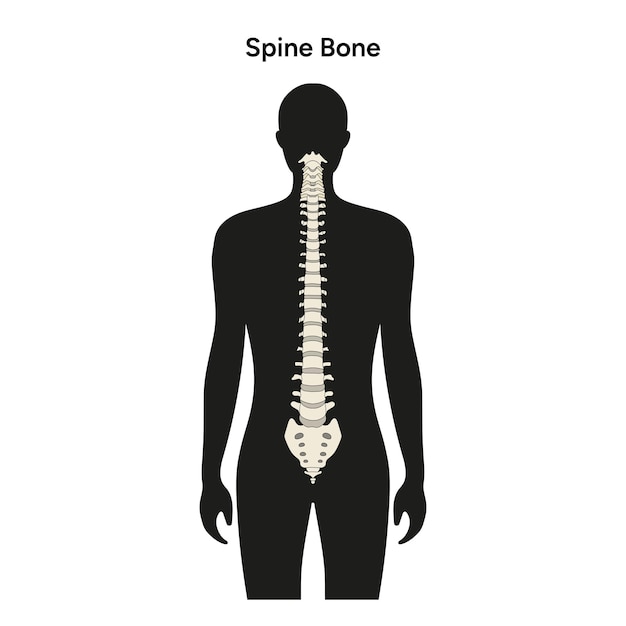 Vector siluetas de hombre y anatomía de la columna vertebral en vector