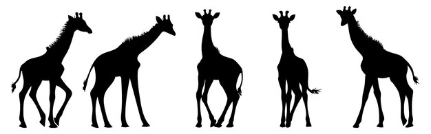 Siluetas de jirafas en varias posiciones