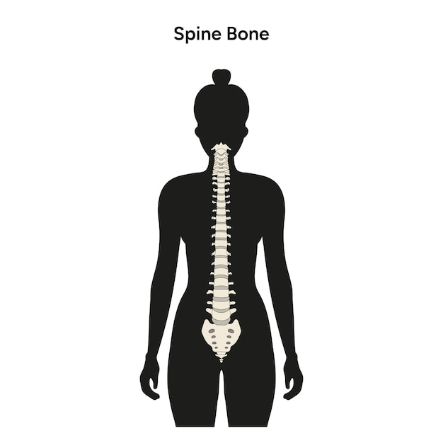Siluetas de mujer y anatomía de la columna vertebral en vector