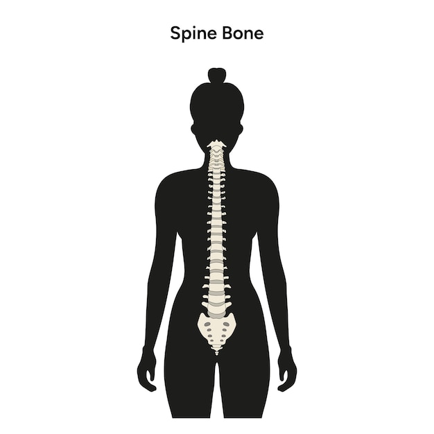 Vector siluetas de mujer y anatomía de la columna vertebral en vector