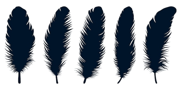 Siluetas de plumas de diferentes tipos de aves vector