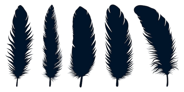Siluetas de plumas de diferentes tipos de aves vector