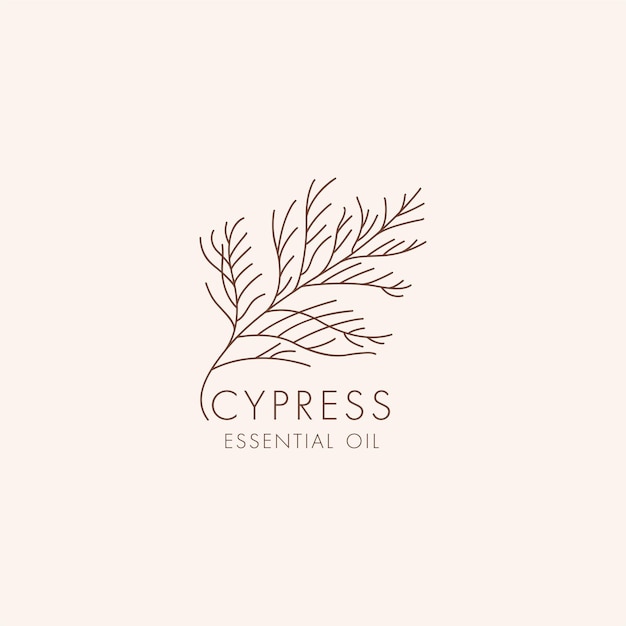 Vector símbolo y icono botánico lineal vectorial - ciprés. diseño de logotipo para ciprés de aceite esencial. producto cosmético natural.