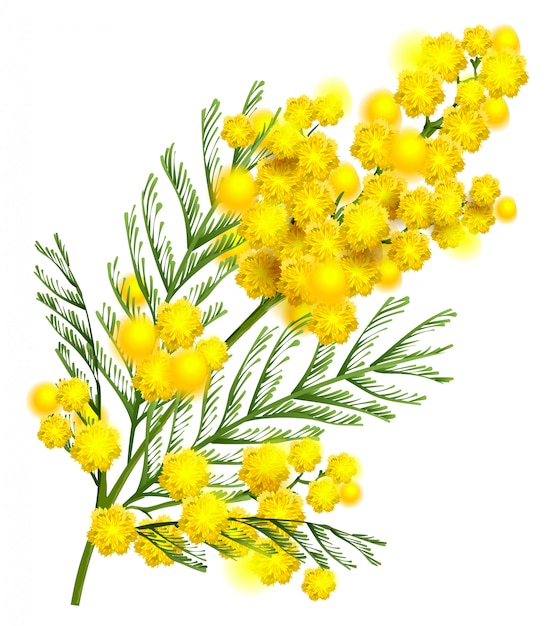 Símbolo de rama de flor de mimosa amarilla de primavera aislado en blanco