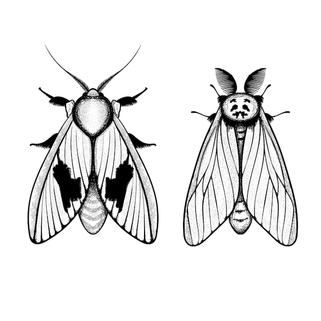 Símbolo y signos místicos de polilla vectorial Signos alquímicos ocultos de brujería Estilo grabado de polilla mariposa