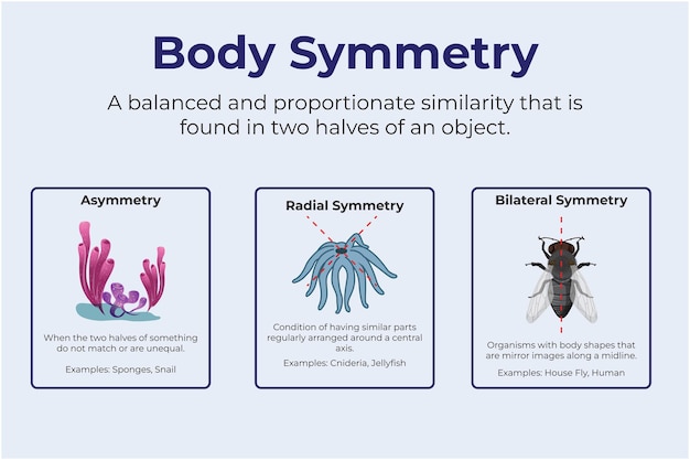 Vector simetría del cuerpo