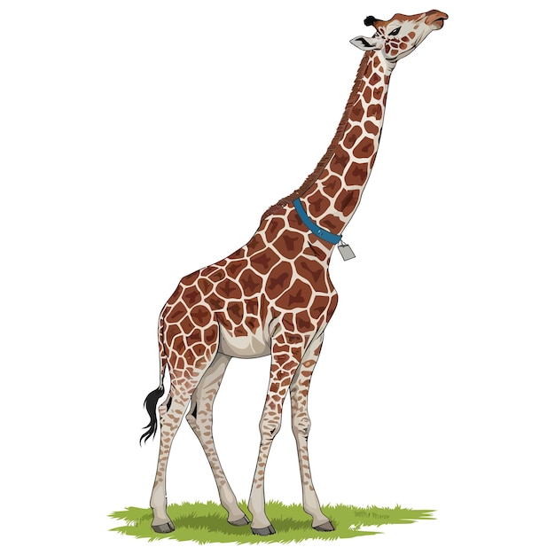 Una simpática jirafa de dibujos animados aislada sobre un fondo blanco