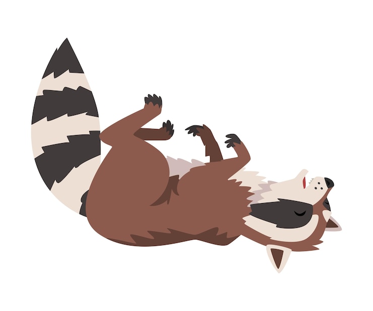 Vector el simpático y gracioso mapaches durmiendo de espaldas, el encantador y salvaje animal peludo del bosque, el personaje de dibujos animados, la ilustración vectorial.