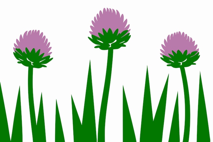 Vector simple illustration of three purple clover flowers with green stems and grass on white background
