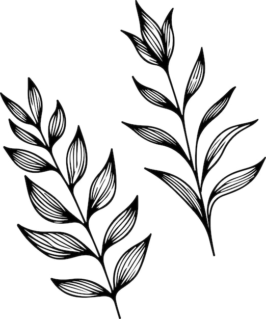 simple obra de arte de línea vectorial botánica fondo blanco aislado