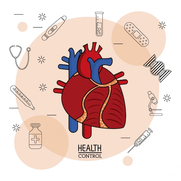 Sistema cardiovascular colorido en primer plano