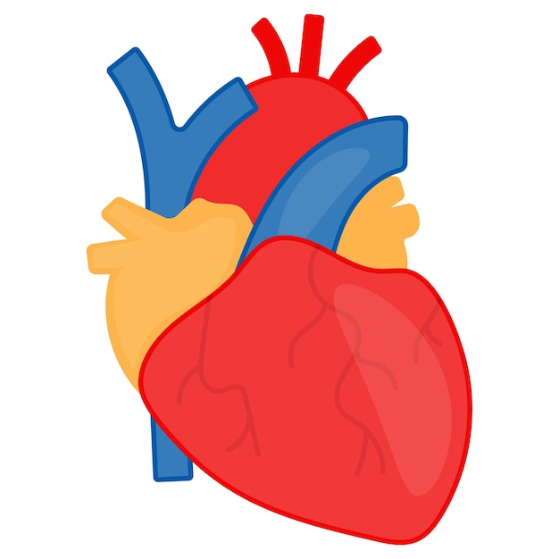 Sistema cardiovascular Diseño vectorial Sistema de órganos Anatomía humana Partes del cuerpo humano Concepto de corazón humano
