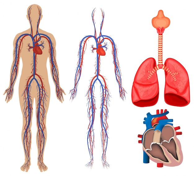 Vector sistema circulatorio en el cuerpo humano