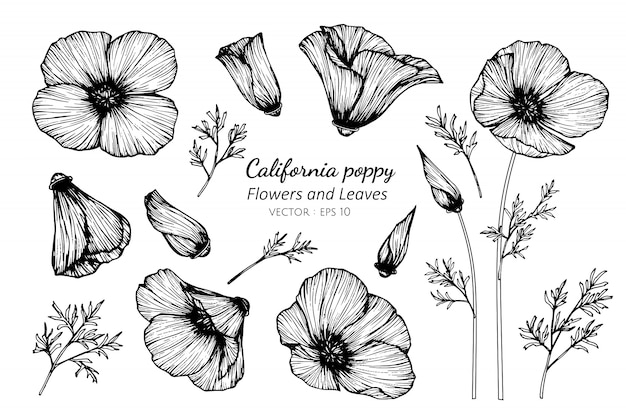 Sistema de la colección de la flor y de las hojas de la amapola de california que dibujan el ejemplo.