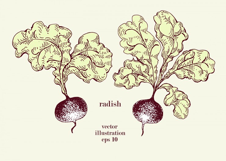 Vector sistema dibujado mano del ejemplo del vector del rábano objeto de estilo vintage grabado estilo. puede ser utilizado para menú, etiqueta, mercado agrícola