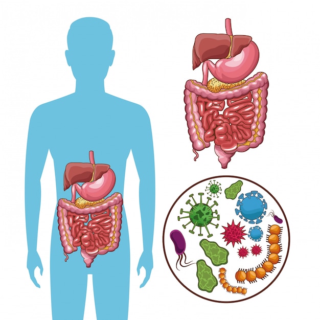 Sistema digestivo con bacterias