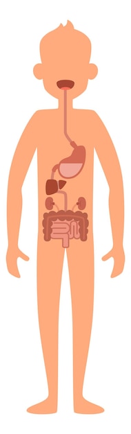 Sistema digestivo del cuerpo humano. mapa de anatomía del hombre aislado sobre fondo blanco.