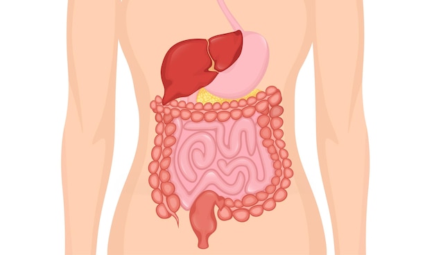 Sistema digestivo de dibujos animados para diseño médico ilustración de vector plano ilustración de vector aislado