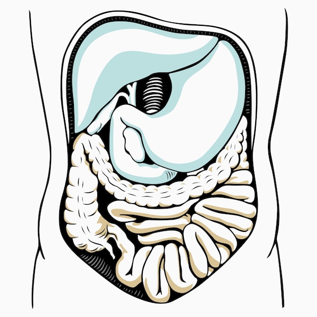 Sistema Digestivo Interno