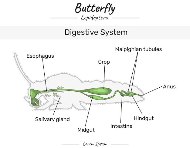 Vector sistema digestivo de las mariposas