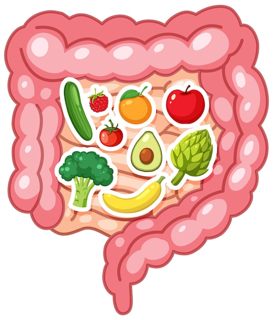Sistema digestivo saludable con alimentos frescos