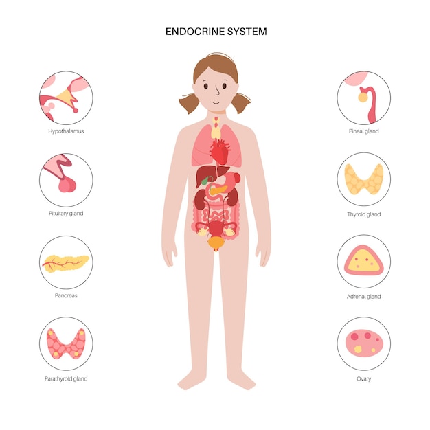 Sistema endocrino humano