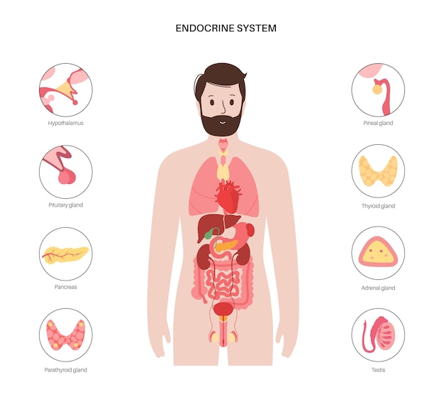 Vector sistema endocrino humano