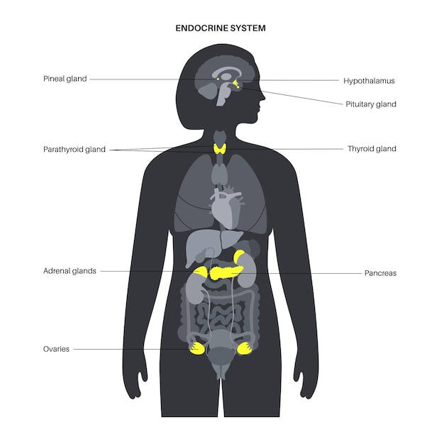 Sistema endocrino humano