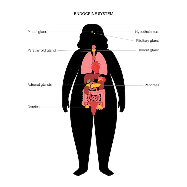 Sistema endocrino humano