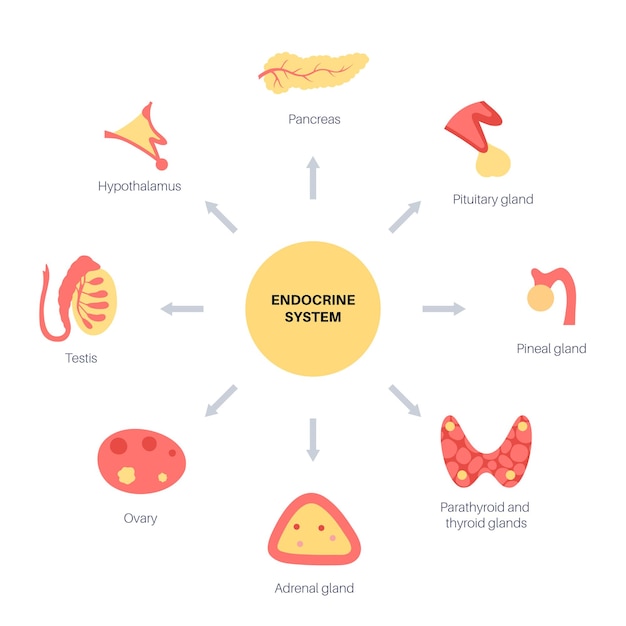 Vector sistema endocrino humano