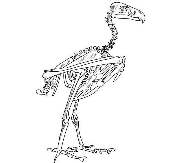 Sistema esquelético de los animales Estructura ósea de los animales Ilustración vectorial de dibujo a mano