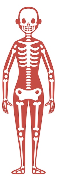 Sistema esquelético Ilustración educativa de anatomía del cuerpo femenino