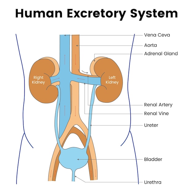 Sistema excretor humano Vena ceva Aorta glándula suprarrenal Arteria renal Vino Ureter vejiga Uretra