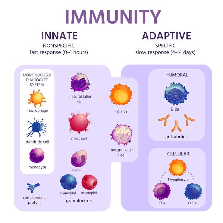 Vector sistema inmunológico innato y adaptativo. infografía de inmunología con tipos de células. respuesta de inmunidad, activación de anticuerpos, esquema de vector de linfocitos