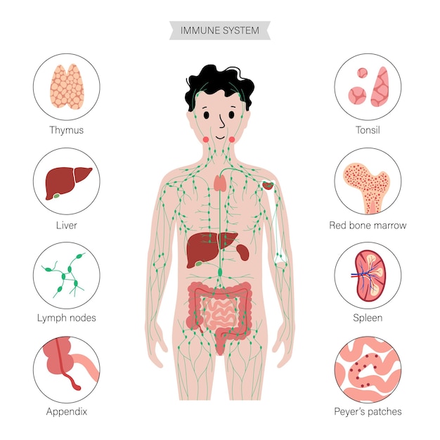 Sistema linfático en el cuerpo humano.