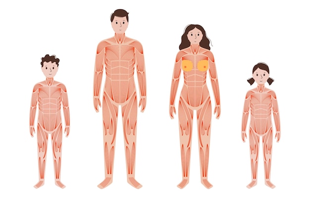 Sistema muscular humano