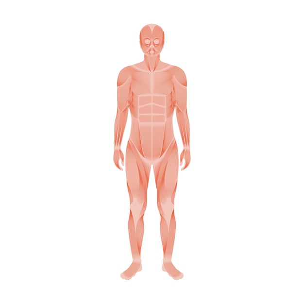 Vector sistema muscular humano