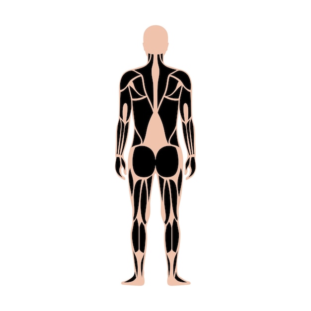 Sistema muscular humano