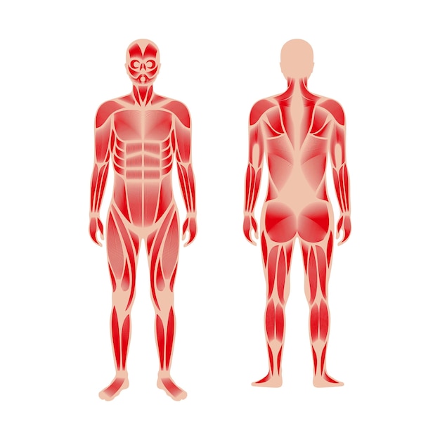 sistema muscular humano