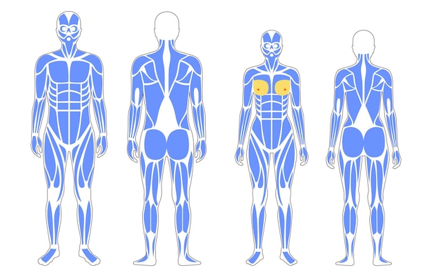 Vector sistema muscular humano