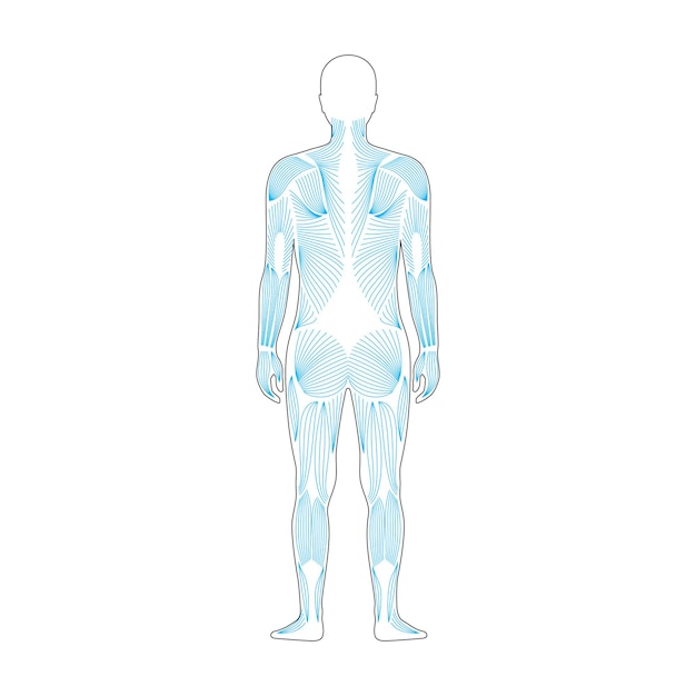 sistema muscular humano