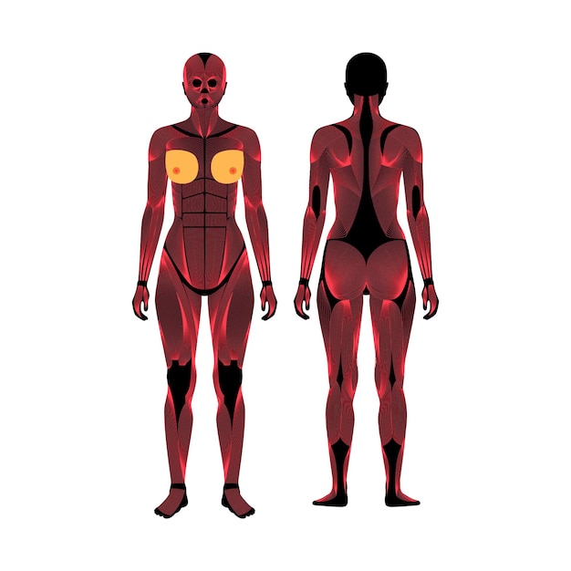 Vector sistema muscular humano