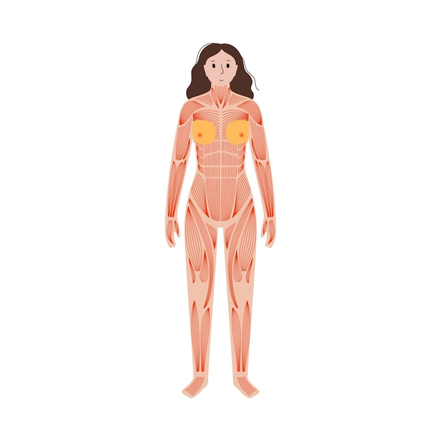 sistema muscular humano