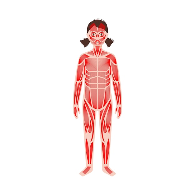 Sistema muscular humano