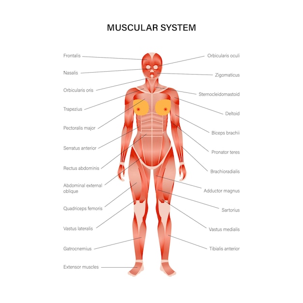 sistema muscular humano