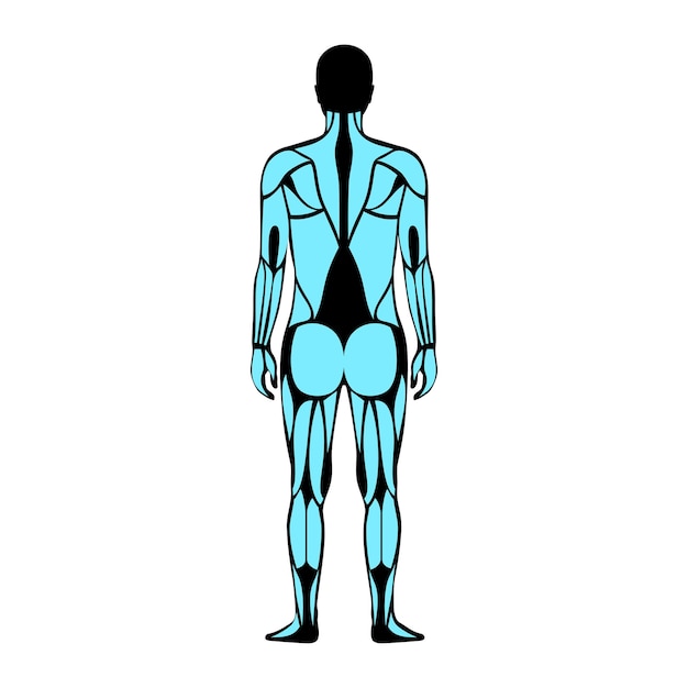 sistema muscular humano